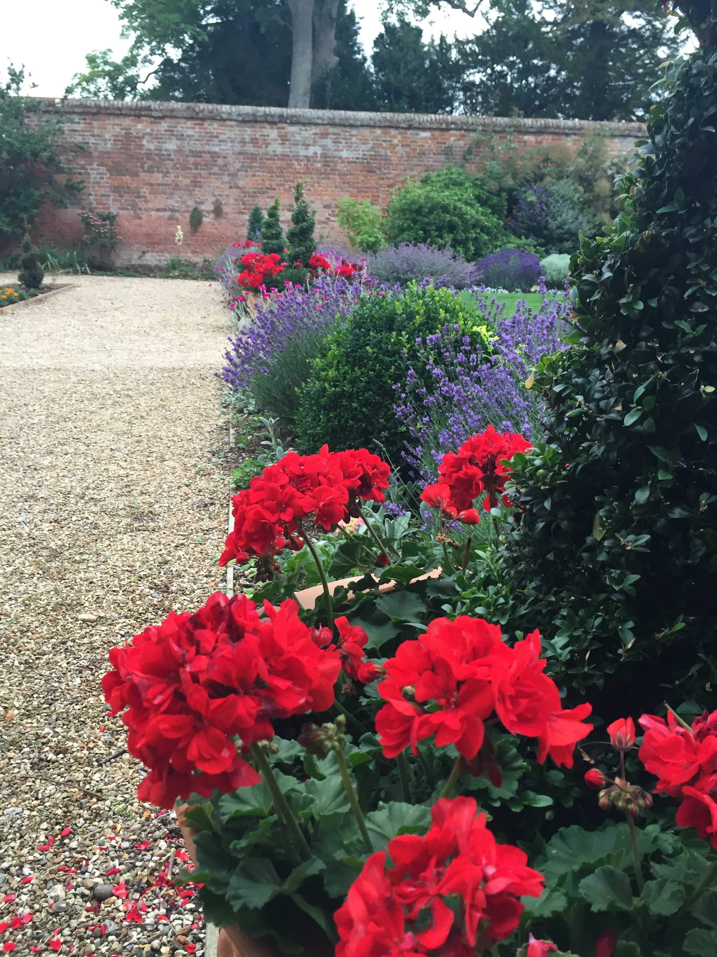 Four Seasons Geraniums