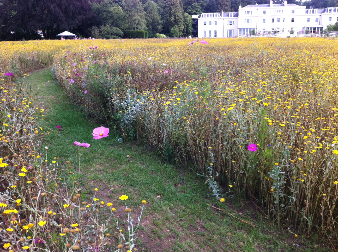 Meadow at Coworth Park