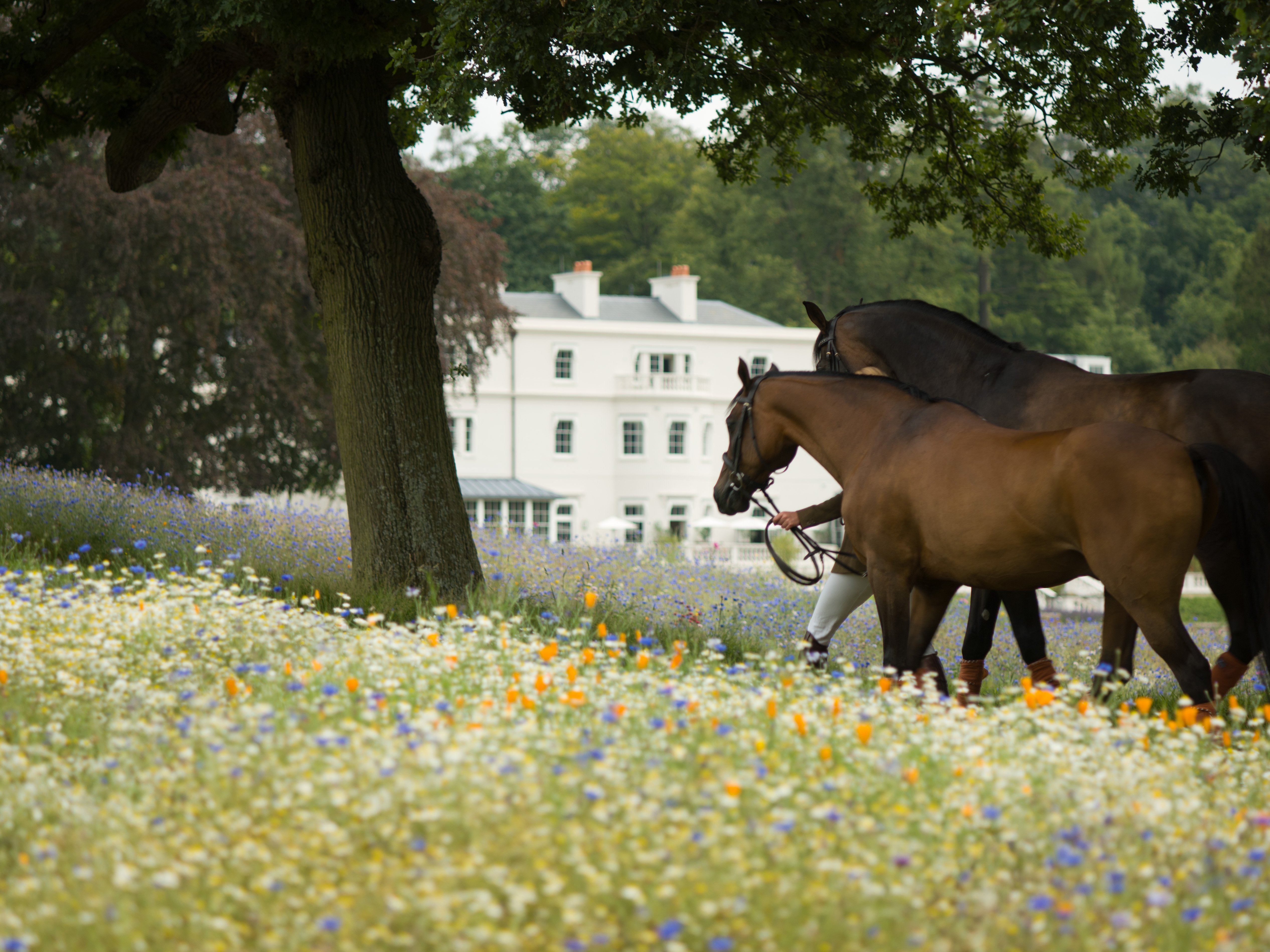 Equestrian at Coworth Park