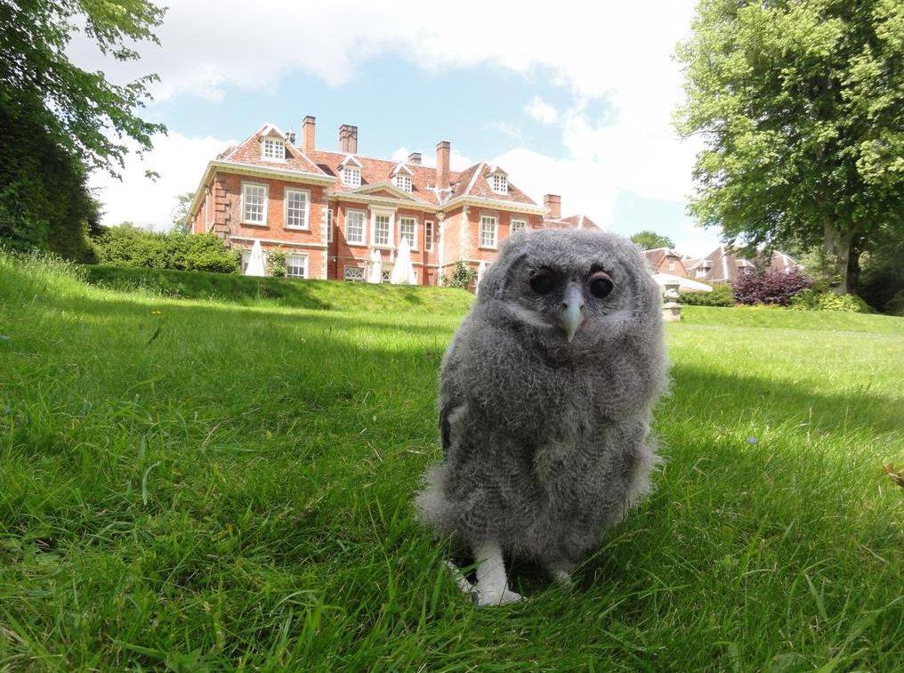 Eric the Owl at Lainston House