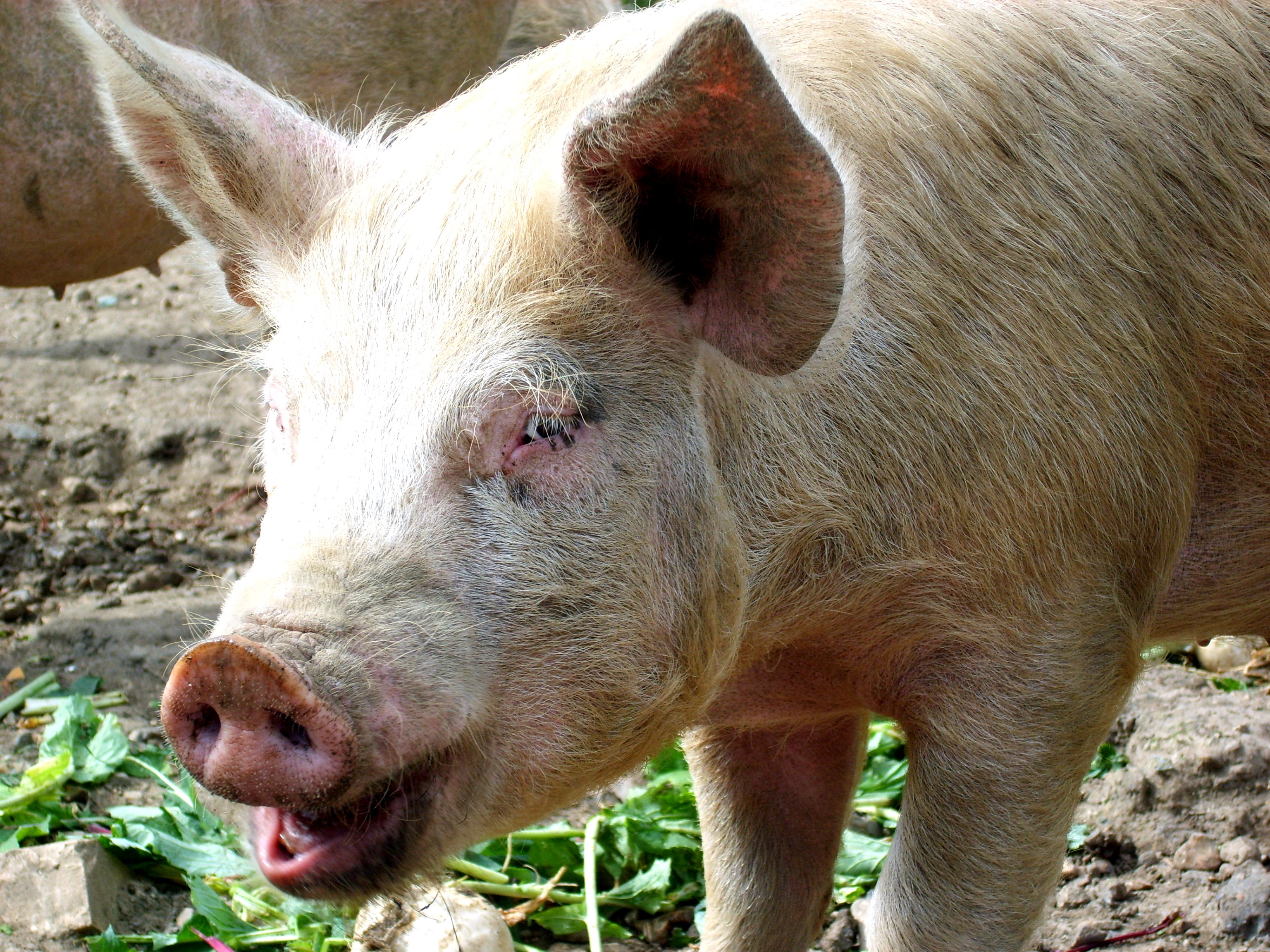 Great Fosters Rare Breed Pigs