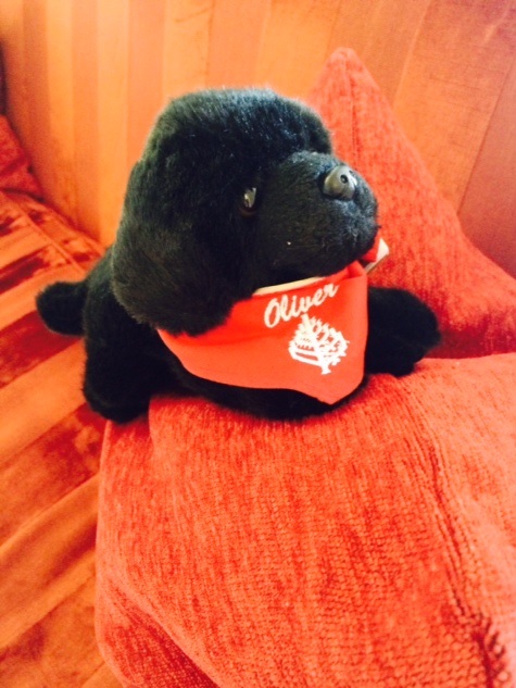 Four Seasons Hampshire Oli Dog