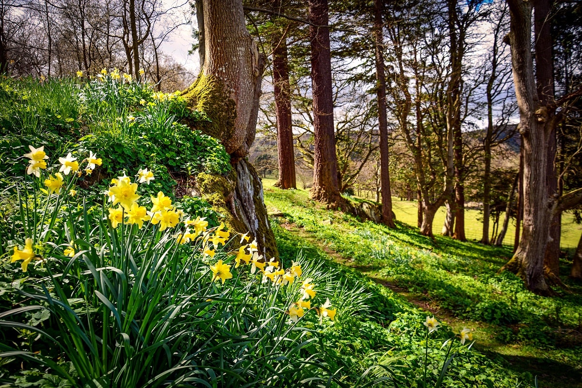 Pale-Hall-garden-daffodils-min