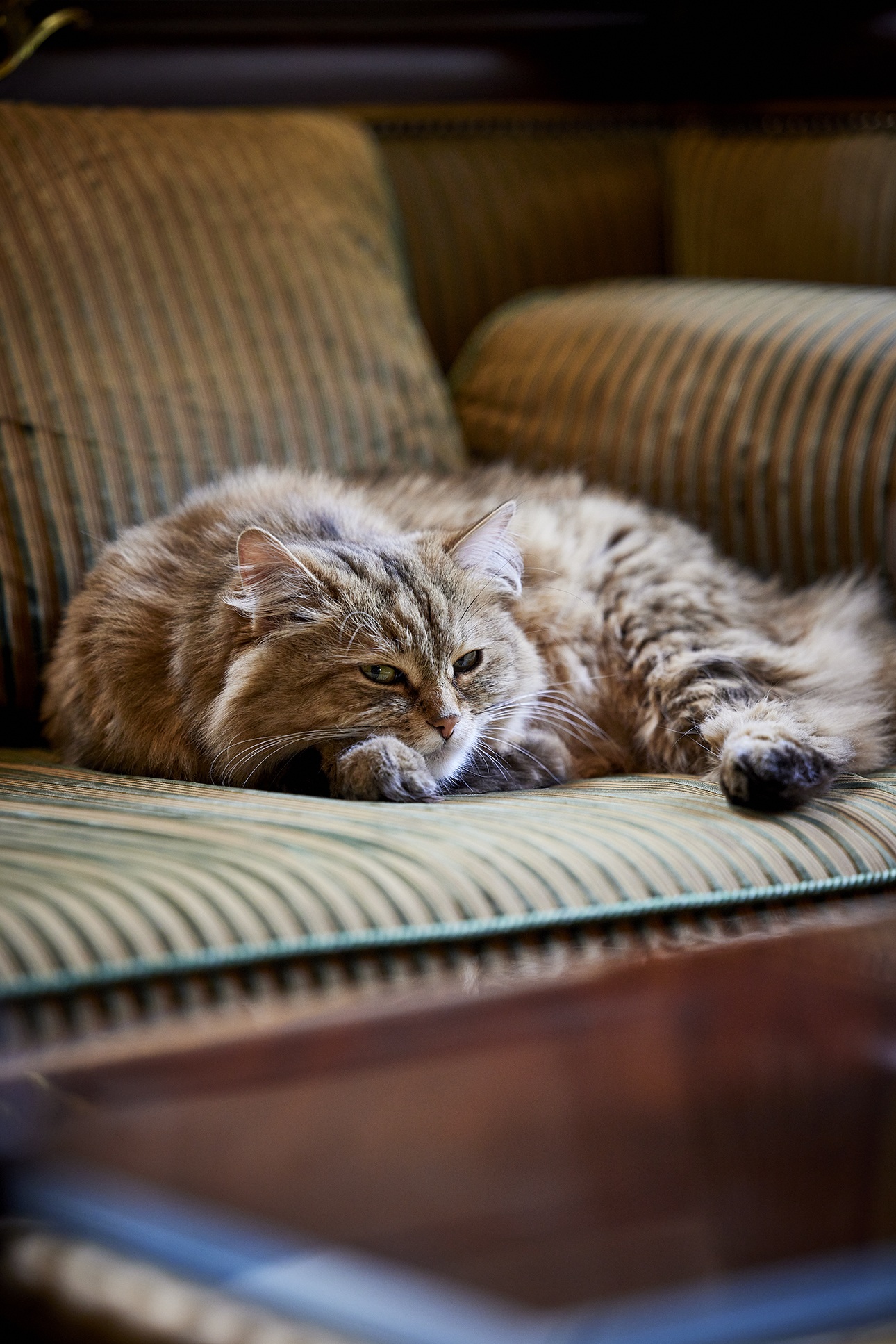Lilibet, the cat of The Lanesborough